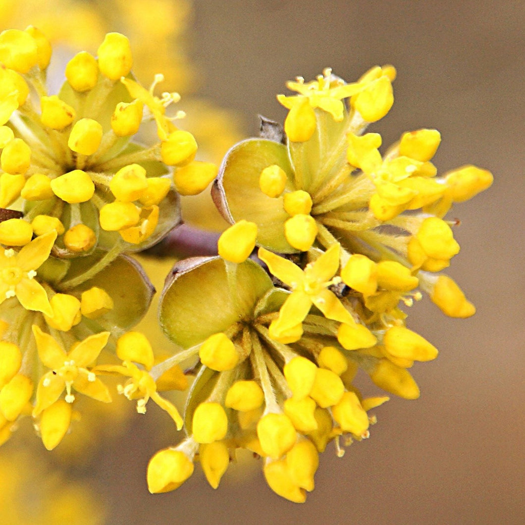 Cornus mas bloem blote wortel