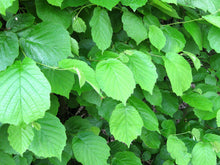 Afbeelding in Gallery-weergave laden, Corylus avelana
