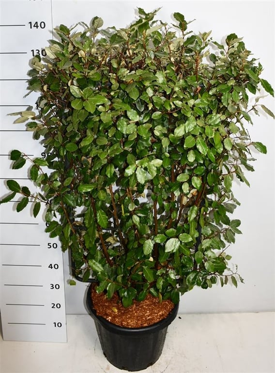 Elaeagnus ebbingei 'Compacta' - Olijfwilg in schermvorm