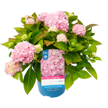 Afbeelding in Gallery-weergave laden, Roze Hortensia&#39;s - Pakket voor 1 vierkantemeter
