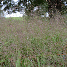 Afbeelding in Gallery-weergave laden, Eragrostis spectabilis - Prachtliefdegras
