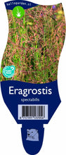 Afbeelding in Gallery-weergave laden, Eragrostis spectabilis - Prachtliefdegras
