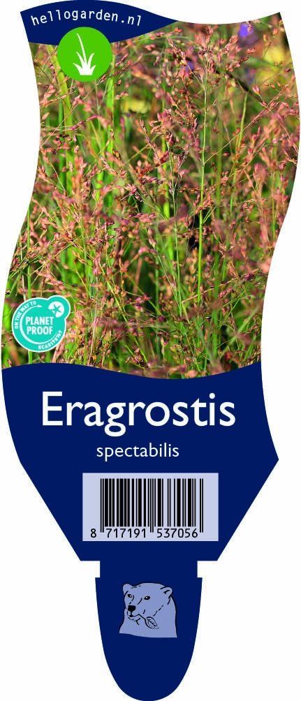 Eragrostis spectabilis - Prachtliefdegras