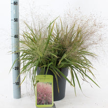 Afbeelding in Gallery-weergave laden, Eragrostis spectabilis - Prachtliefdegras
