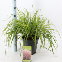 Afbeelding in Gallery-weergave laden, Eragrostis spectabilis - Prachtliefdegras
