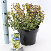 Afbeelding in Gallery-weergave laden, Euonymus fortunei &#39;Emerald &#39;n&#39; Gold&#39; - Kardinaalsmuts
