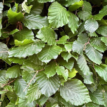 Afbeelding in Gallery-weergave laden, Fagus sylvatica - Groene beukenhaag blote wortel - Pakket voor 25 meter
