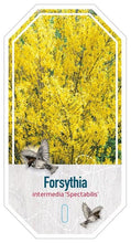 Afbeelding in Gallery-weergave laden, Forsythia intermedia &#39;Spectabilis&#39; - Chinees klokje
