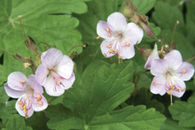 Afbeelding in Gallery-weergave laden, Geranium macrorrhizum &#39;Ingwersen&#39;s Variety&#39; - Ooievaarsbek
