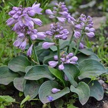 Afbeelding in Gallery-weergave laden, Hosta &#39;Blue Mouse Ears&#39; - Hartlelie
