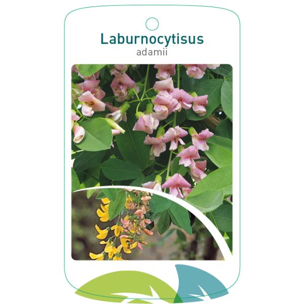 Laburnocytisus adamii - Adam's goudenregen op stam