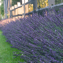 Afbeelding in Gallery-weergave laden, Lavandula intermedia &#39;Phenomenal&#39; - Paarse lavendel
