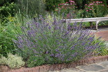 Afbeelding in Gallery-weergave laden, Lavandula intermedia &#39;Phenomenal&#39; - Paarse lavendel
