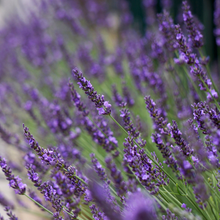 Afbeelding in Gallery-weergave laden, Lavandula intermedia &#39;Phenomenal&#39; - Paarse lavendel
