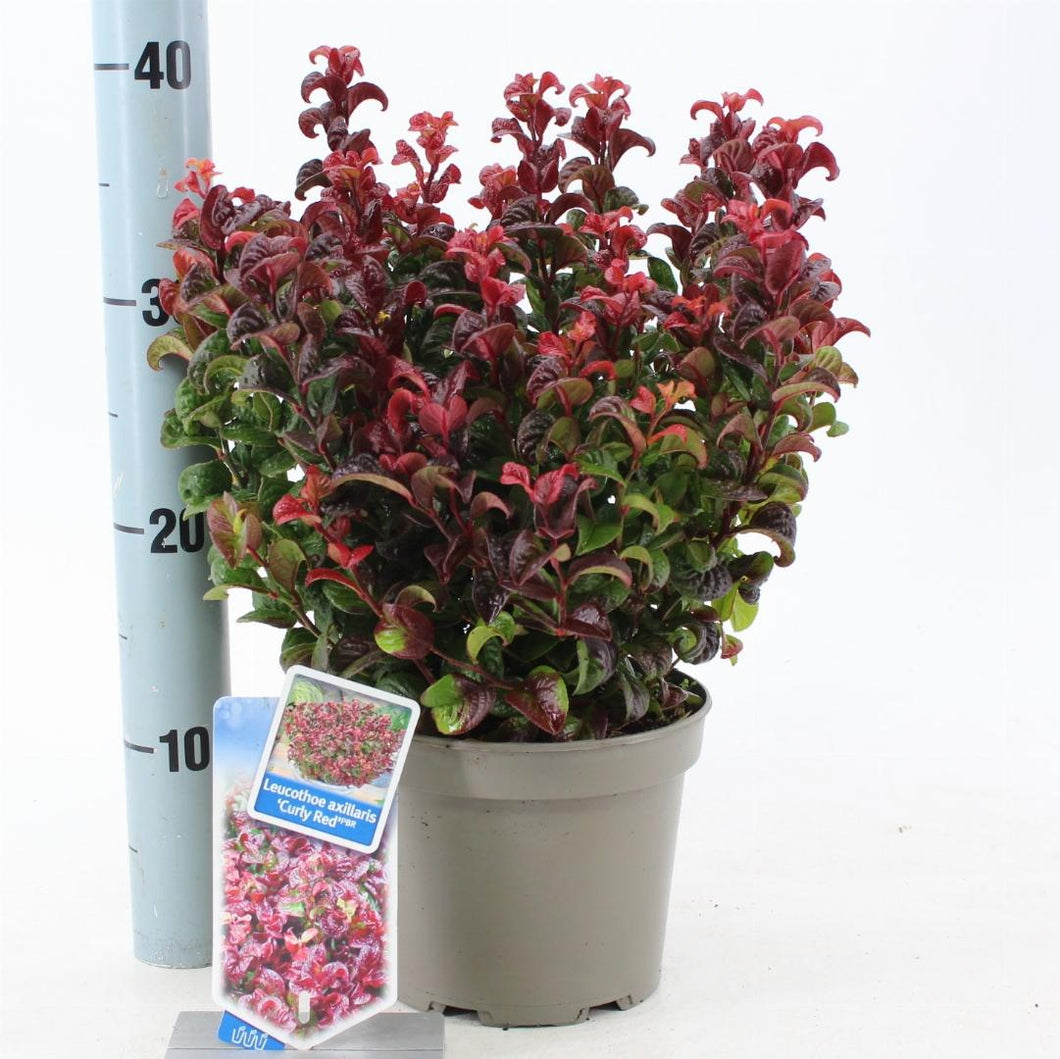 Leucothoe axillaris 'Curly Red' - Druifheide