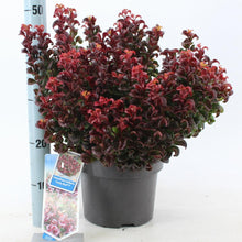 Afbeelding in Gallery-weergave laden, Leucothoe axillaris &#39;Curly Red&#39; - Druifheide
