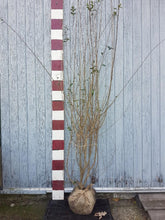 Afbeelding in Gallery-weergave laden, Ligustrum vulgare &#39;Atrovirens&#39; - Ligusterhaag met Kluit
