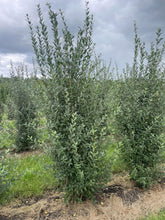 Afbeelding in Gallery-weergave laden, Ligustrum vulgare &#39;Atrovirens&#39; - Ligusterhaag met Kluit
