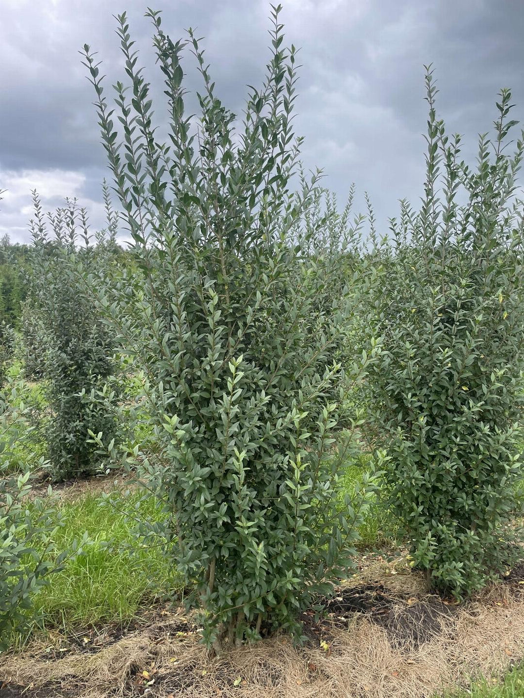 Ligustrum vulgare 'Atrovirens' - Ligusterhaag met Kluit