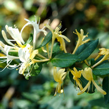 Afbeelding in Gallery-weergave laden, Lonicera mix - Kleur - Pakket van 10
