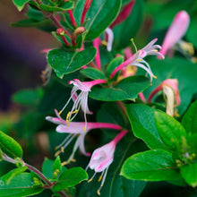 Afbeelding in Gallery-weergave laden, Lonicera mix - Kleur - Pakket van 10
