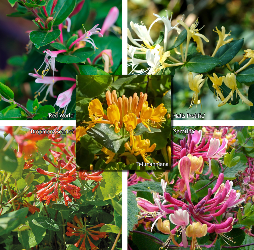 Lonicera mix - Kleur - Pakket van 10