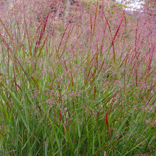 Afbeelding in Gallery-weergave laden, Panicum virgatum &#39;Squaw&#39; - Prairiegras
