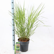 Afbeelding in Gallery-weergave laden, Panicum virgatum &#39;Squaw&#39; - Prairiegras
