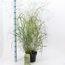 Afbeelding in Gallery-weergave laden, Panicum virgatum &#39;Squaw&#39; - Prairiegras
