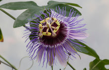 Afbeelding in Gallery-weergave laden, Passiflora mix - Pakket van 10
