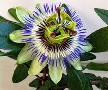 Afbeelding in Gallery-weergave laden, Passiflora mix - Pakket van 10
