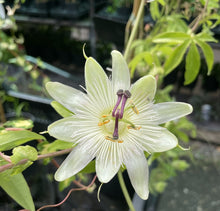 Afbeelding in Gallery-weergave laden, Passiflora mix - Pakket van 10
