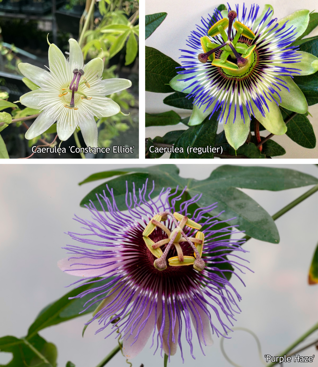 Passiflora mix - Pakket van 10