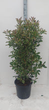 Afbeelding in Gallery-weergave laden, Photinia fraseri &#39;Pink Marble&#39; - Glansmispelhaag
