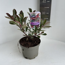 Afbeelding in Gallery-weergave laden, Photinia fraseri &#39;Pink Marble&#39; - Glansmispelhaag
