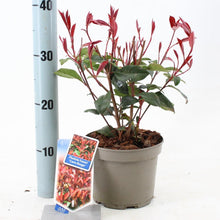 Afbeelding in Gallery-weergave laden, Photinia fraseri &#39;Carré Rouge&#39; - Glansmispelhaag
