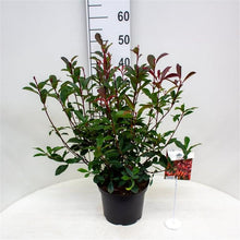 Afbeelding in Gallery-weergave laden, Photinia fraseri &#39;Carré Rouge&#39; - Glansmispelhaag
