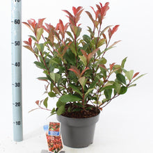 Afbeelding in Gallery-weergave laden, Photinia fraseri &#39;Carré Rouge&#39; - Glansmispelhaag
