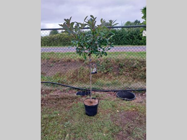 Photinia fraseri 'Red Robin' - Glansmispelhaag op stam