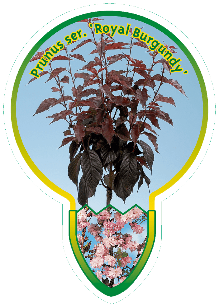 Prunus serrulata 'Royal Burgundy' - Japanse Sierkers op stam