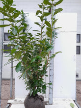 Afbeelding in Gallery-weergave laden, Prunus laurocerasus &#39;Novita&#39; - Laurierhaag
