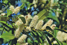 Afbeelding in Gallery-weergave laden, Prunus laurocerasus &#39;Novita&#39; - Laurierhaag
