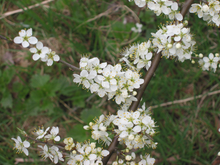 Afbeelding in Gallery-weergave laden, Prunus spinosa - Sleedoorn blote wortel
