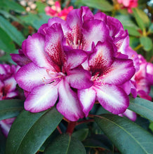 Afbeelding in Gallery-weergave laden, Rhododendron &#39;Hans Hachmann&#39;
