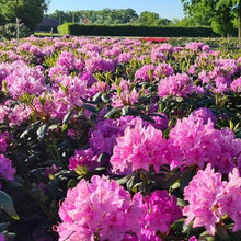 Afbeelding in Gallery-weergave laden, Rhododendron &#39;Roseum Elegans&#39;
