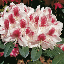 Afbeelding in Gallery-weergave laden, Rhododendron Belami TPL
