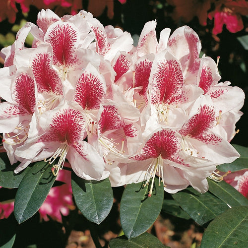 Rhododendron Belami TPL