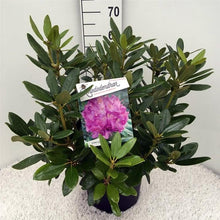 Afbeelding in Gallery-weergave laden, Rhododendron &#39;Catawbiense Grandiflorum&#39;
