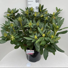 Afbeelding in Gallery-weergave laden, Rhododendron &#39;Cosmopolitan&#39;
