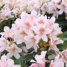 Afbeelding in Gallery-weergave laden, Rhododendron Cunningham&#39;s Blush TPL
